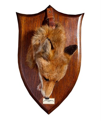 Lot 198 - Taxidermy: A Red Fox Death Mask (Vulpes vulpes), dated 1920, by Peter Spicer & Son's.,...