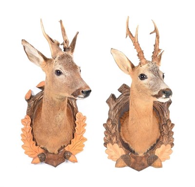 Lot 199 - Taxidermy: A Pair of European Roebuck (Capreolus capreolus), modern, a high quality adult...