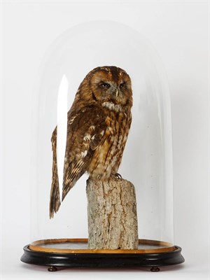 Lot 201 - Taxidermy: Tawny Owl (Strix aluco), circa 2005, by A.J. Armitstead, Taxidermy, Darlington, Co...