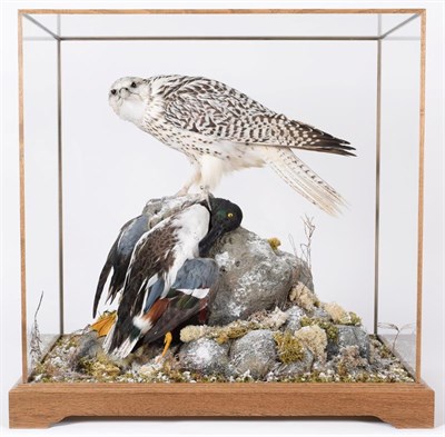Lot 203 - Taxidermy: A Large Cased Gyrfalcon (Falco rusticolus), circa 2018, Captive Bred, mounted by...