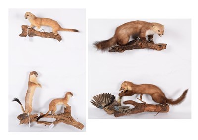 Lot 205 - Taxidermy: A Group of European Countryside Animals, circa late 20th century, comprising - two...