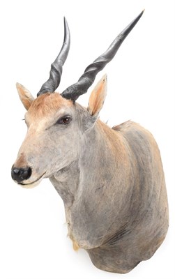 Lot 206 - Taxidermy: Cape Eland (Taurotragus oryx oryx), modern, by Wild Africa Taxidermy, Port Alfred, South