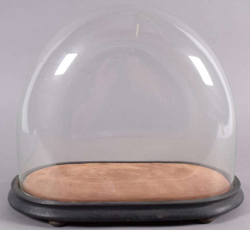 Lot 208 - Glass Dome: A Late 19th Century Oval Glass Dome, a period glass dome with original ebonised...