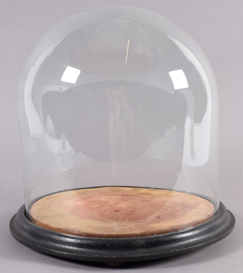 Lot 213 - Glass Dome: A Late 19th Century Circular Squat Glass Dome, a period glass dome with original...