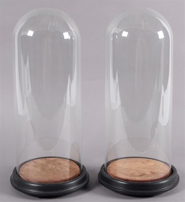 Lot 216 - Glass Dome: A Pair of Late 19th Century Circular Glass Domes, a pair of period glass domes with...