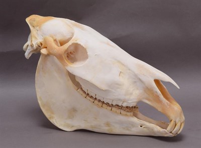 Lot 221 - Skulls/Anatomy: Burchell's Zebra Skull (Equus quagga), modern, complete bleached skull, 51cm by...
