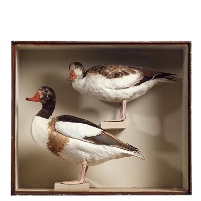 Lot 222 - Taxidermy: A Cased Pair of Juvenile Shelducks (Tadorna tadorna), circa 1898-1899, by Robert Duncan