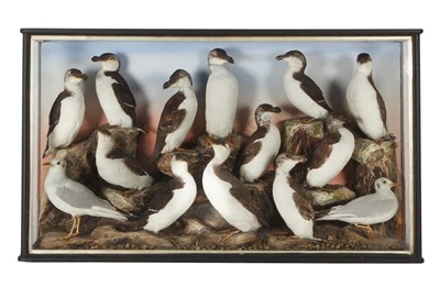 Lot 223 - Taxidermy: A Large Cased Diorama of Sea Birds, circa 1900, attributed to A.S. Hutchinson,...