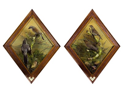 Lot 224 - Taxidermy: A Pair of Diamond Shaped Wall Hanging Cases of Birds, circa 1920-1930, by Henry Murray &