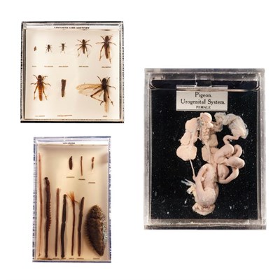 Lot 225 - Natural History: Wet Specimens, three professionally cased examples of a Pigeon reproductive...