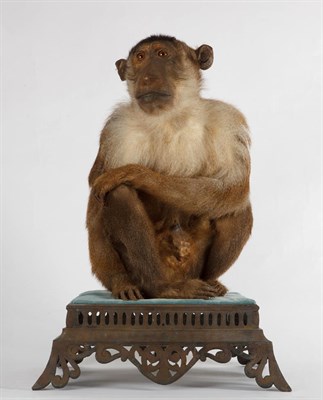 Lot 227 - Taxidermy: A Late Victorian Southern Pig-Tailed Macaque (Macaca nemestrina), circa 1880-1900, a...