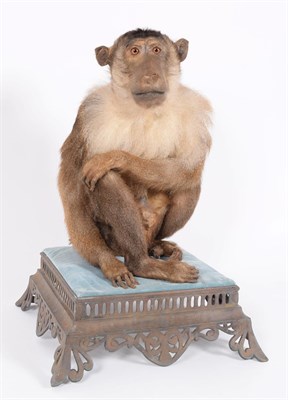 Lot 227 - Taxidermy: A Late Victorian Southern Pig-Tailed Macaque (Macaca nemestrina), circa 1880-1900, a...