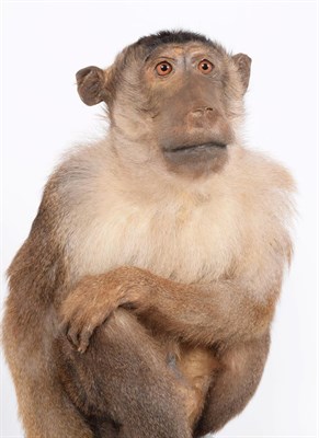 Lot 227 - Taxidermy: A Late Victorian Southern Pig-Tailed Macaque (Macaca nemestrina), circa 1880-1900, a...