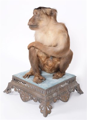 Lot 227 - Taxidermy: A Late Victorian Southern Pig-Tailed Macaque (Macaca nemestrina), circa 1880-1900, a...