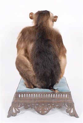 Lot 227 - Taxidermy: A Late Victorian Southern Pig-Tailed Macaque (Macaca nemestrina), circa 1880-1900, a...