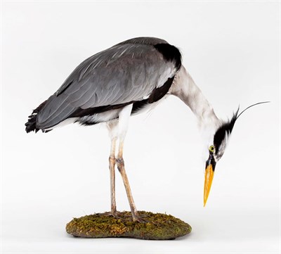 Lot 228 - Taxidermy: A Grey Heron (Ardea cinerea), modern, a full mount adult with head lowered in...