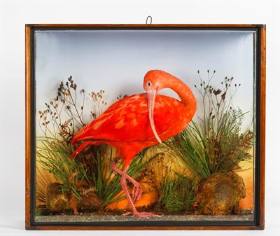 Lot 229 - A Cased Scarlet Ibis (Eudomicus ruber), circa early 20th century, a full mount adult stood...