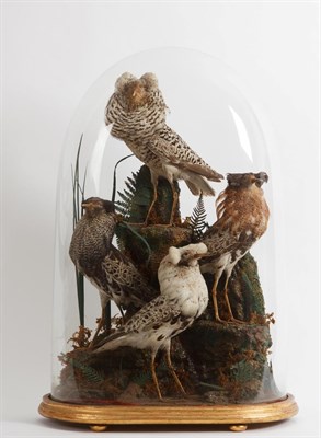 Lot 230 - Taxidermy: A Victorian Diorama of Ruff's (Philomachus pugnax), circa 1880, a superb diorama of four