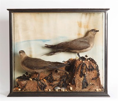 Lot 232 - Taxidermy: A Pair of Cased Arctic Skuas (Stercorarius parasiticus), by W.A. Macleay & Son, 43...