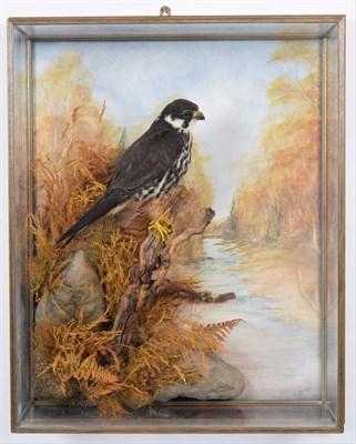 Lot 234 - Taxidermy: A Wall Cased Northern Hobby (Falco subbuteo),  circa 2006, by A.J. Armitstead,...