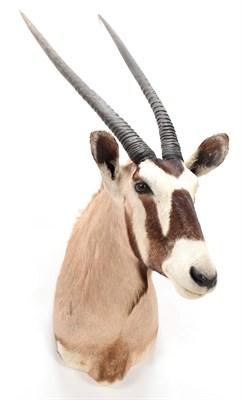 Lot 235 - Taxidermy: Gemsbok Oryx (Gazella gazella), modern, adult male shoulder mount with head turning...