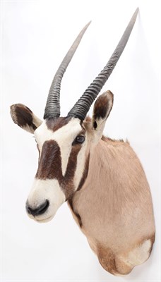 Lot 235 - Taxidermy: Gemsbok Oryx (Gazella gazella), modern, adult male shoulder mount with head turning...