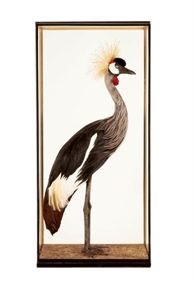 Lot 236 - Taxidermy: A Large Cased Golden-Crowned Crane (Balearica regulorum), modern, by award winning...