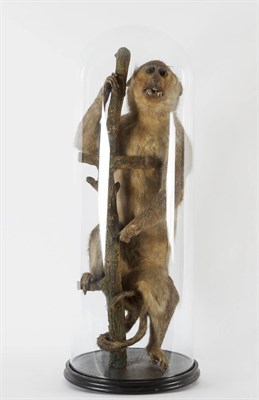 Lot 237 - Taxidermy: A Late Victorian Crab-Eating Macaque (Macaca fascicularis), a large full mount adult...