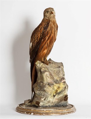 Lot 238 - Taxidermy: A Red Kite (Milvus milvus), circa 1910-1930, by Peter Spicer & Son's, Taxidermist,...