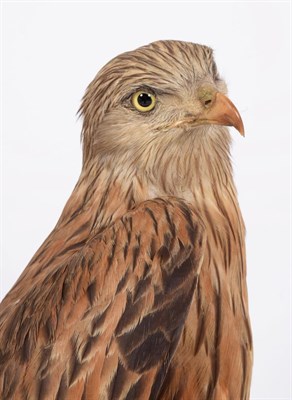 Lot 238 - Taxidermy: A Red Kite (Milvus milvus), circa 1910-1930, by Peter Spicer & Son's, Taxidermist,...
