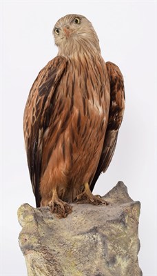 Lot 238 - Taxidermy: A Red Kite (Milvus milvus), circa 1910-1930, by Peter Spicer & Son's, Taxidermist,...