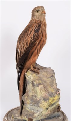 Lot 238 - Taxidermy: A Red Kite (Milvus milvus), circa 1910-1930, by Peter Spicer & Son's, Taxidermist,...