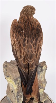 Lot 238 - Taxidermy: A Red Kite (Milvus milvus), circa 1910-1930, by Peter Spicer & Son's, Taxidermist,...