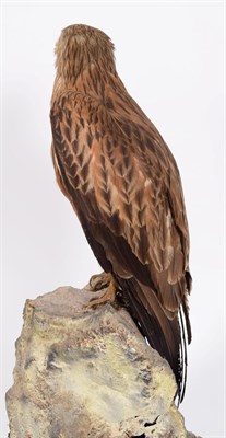 Lot 238 - Taxidermy: A Red Kite (Milvus milvus), circa 1910-1930, by Peter Spicer & Son's, Taxidermist,...