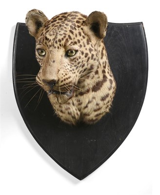 Lot 241 - Taxidermy: Indian Leopard (Panthera pardus), circa 1953, numbered 37783, by Van Ingen & Van...