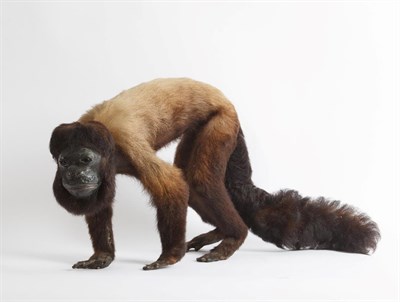 Lot 242 - Taxidermy: A Late Victorian Red-Backed Bearded Saki Monkey (Chiropotes chiropotes), a rare and...