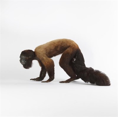 Lot 242 - Taxidermy: A Late Victorian Red-Backed Bearded Saki Monkey (Chiropotes chiropotes), a rare and...