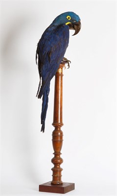 Lot 244 - Taxidermy: A Late Victorian Hyacinth Macaw (Anodorhynchus hyacinthinus), circa 1880-1900, a...