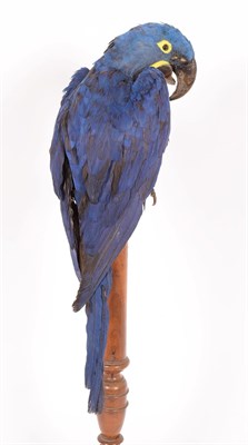 Lot 244 - Taxidermy: A Late Victorian Hyacinth Macaw (Anodorhynchus hyacinthinus), circa 1880-1900, a...