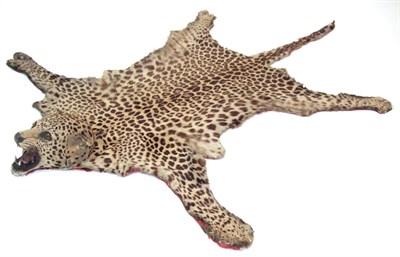 Lot 245 - Taxidermy: Indian Leopard Skin Rug (Panthera pardus), circa 1900, India, probably mounted by a...