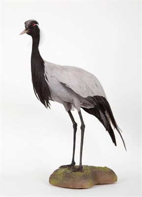 Lot 247 - Taxidermy: Demoiselle Crane (Grus virgo), circa late 20th century, a full mount adult with head...