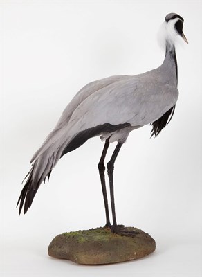 Lot 247 - Taxidermy: Demoiselle Crane (Grus virgo), circa late 20th century, a full mount adult with head...