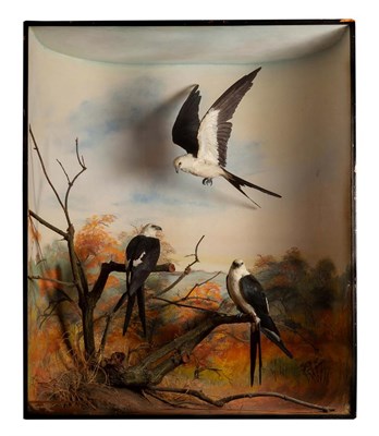 Lot 254 - Taxidermy: A Large Cased Trio of Swallow-Tailed Kites (Elanoides forficatus), dated 1930, by...