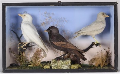 Lot 253 - Taxidermy: A Late Victorian Cased Diorama of Unusual Western Jackdaw's (Corvus monedula)