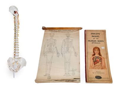 Lot 201 - A teaching aid model human skeleton spinal cord 90cm, together with John Bale, Sons &...