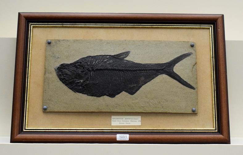 Lot 1051 - A framed composite model of a fossilised fish, Diplomystus Dentatu, Eocene, 24cm by 50cm