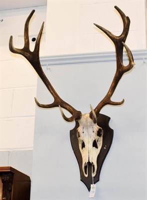 Lot 1125 - Antlers/Horns: European Red Deer Antlers (Cervus elaphus), circa late 20th century, a set of...
