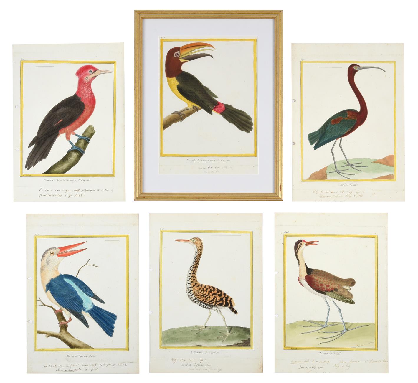 Lot 1000 - After François-Nicolas Martinet (1731-1800) French Bird Studies from 'Histoire Naturelle des...
