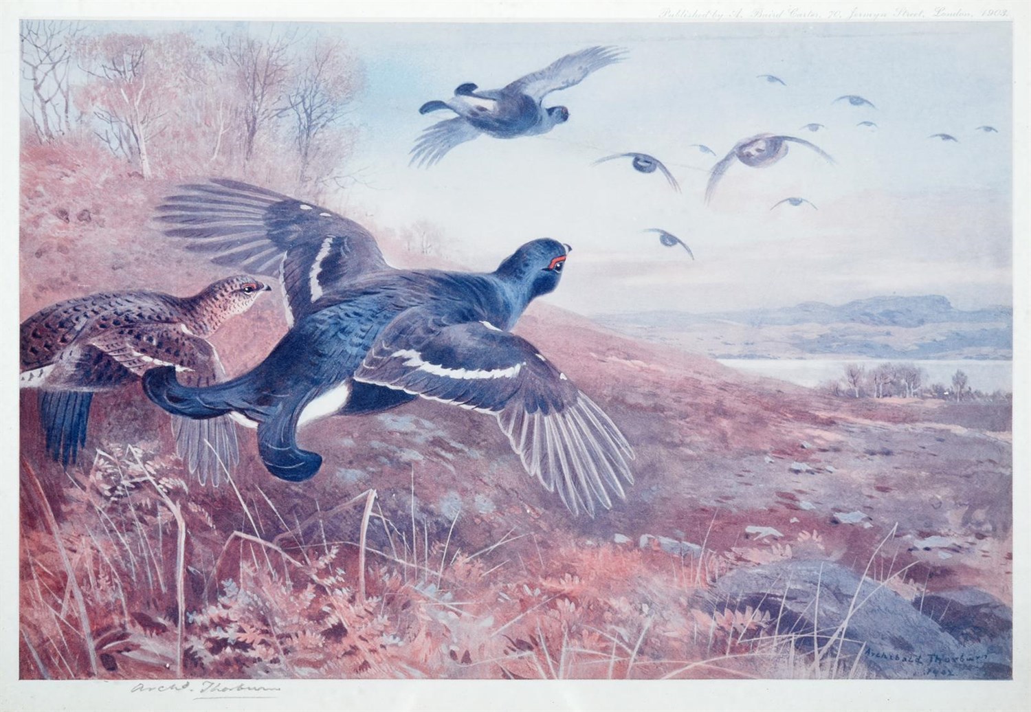 Lot 1004 - After Archibald Thorburn FZS (1860-1935) Black Grouse in flight Signed in pencil, a colour...
