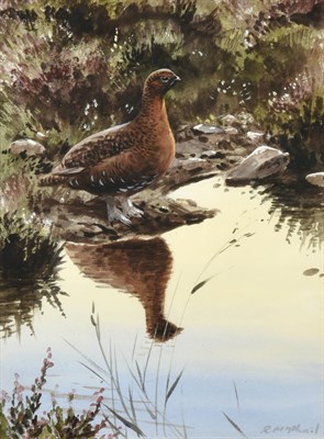 Lot 1016 - Rodger McPhail (b.1953) Covey of Grouse in flight Grouse in contemplation Signed, watercolour...